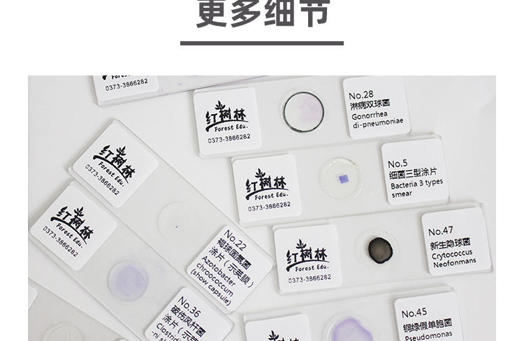 革兰染色细菌微生物玻片10种25种50种高教标准制作球菌杆菌螺旋菌