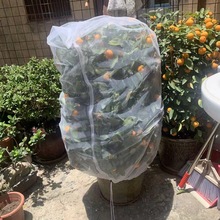 果树防虫网袋防鸟用的纱网农用蔬菜防虫网莲雾果樱桃多肉防虫鸟额