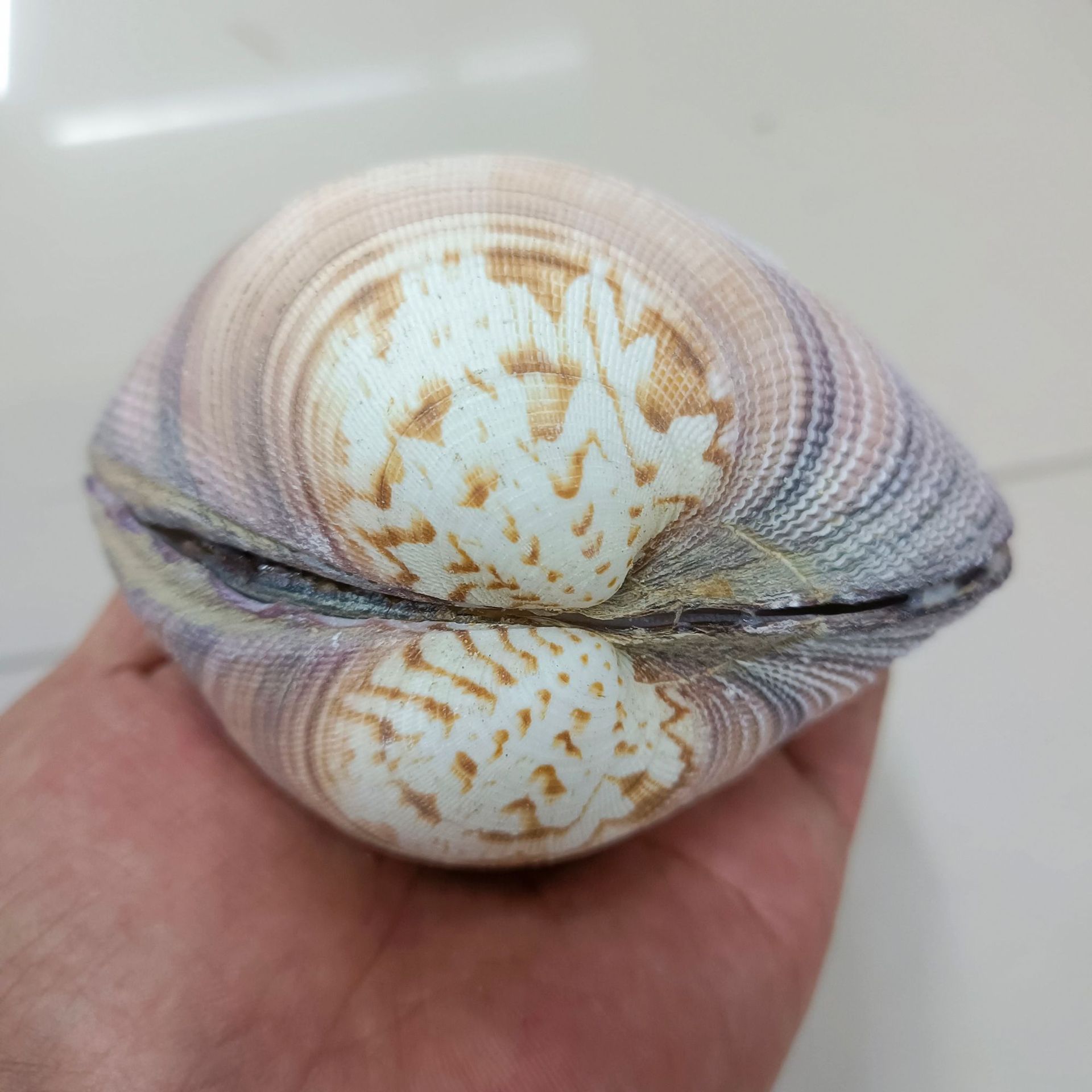 海螺贝壳巨鸟贝天然双壳巨鸟贝鸟尾蛤珍珠贝壳家具收藏工艺品摆件