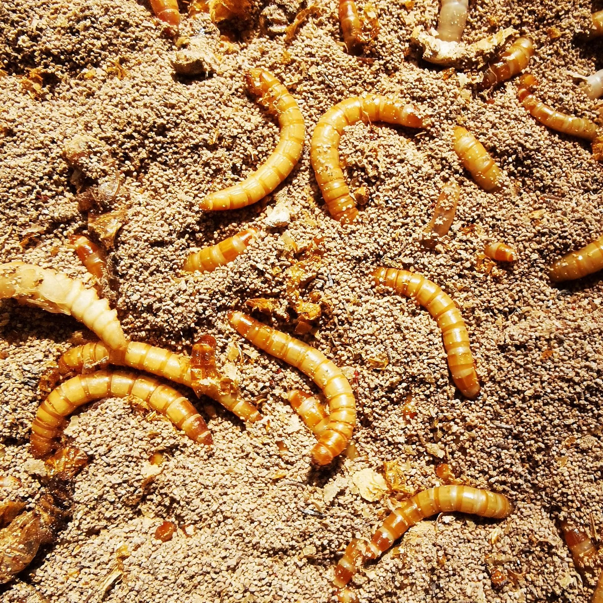 厂家供应3%产蛋后备鸡后期复合预混料(钙尔奇)lc53-报价-阿里巴巴