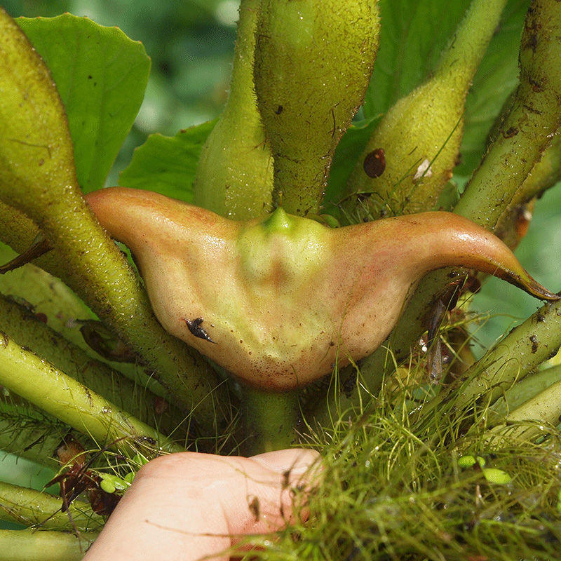 菱角湖北新鲜洪湖老现摘老现摘莲角棱角黑凌角蔬菜棱角一件代发