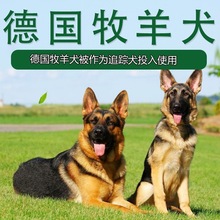 纯种双血统德牧幼犬活体德国牧羊犬赛级护卫犬平背大体型宠物幼崽