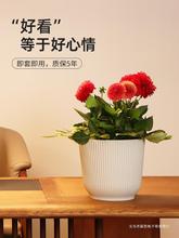 加仑外套盆塑料无孔花盆蝴蝶兰绿萝绿植装饰盆简约室内大口径加厚