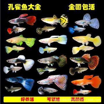 孔雀鱼活体凤尾鱼胎生鱼热带观赏鱼批发全红杂袍红眼蓝冰蓝天空蓝