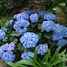 一件代发绣球花苗套餐室内阳台庭院植物花卉盆栽八仙花无尽夏绣球