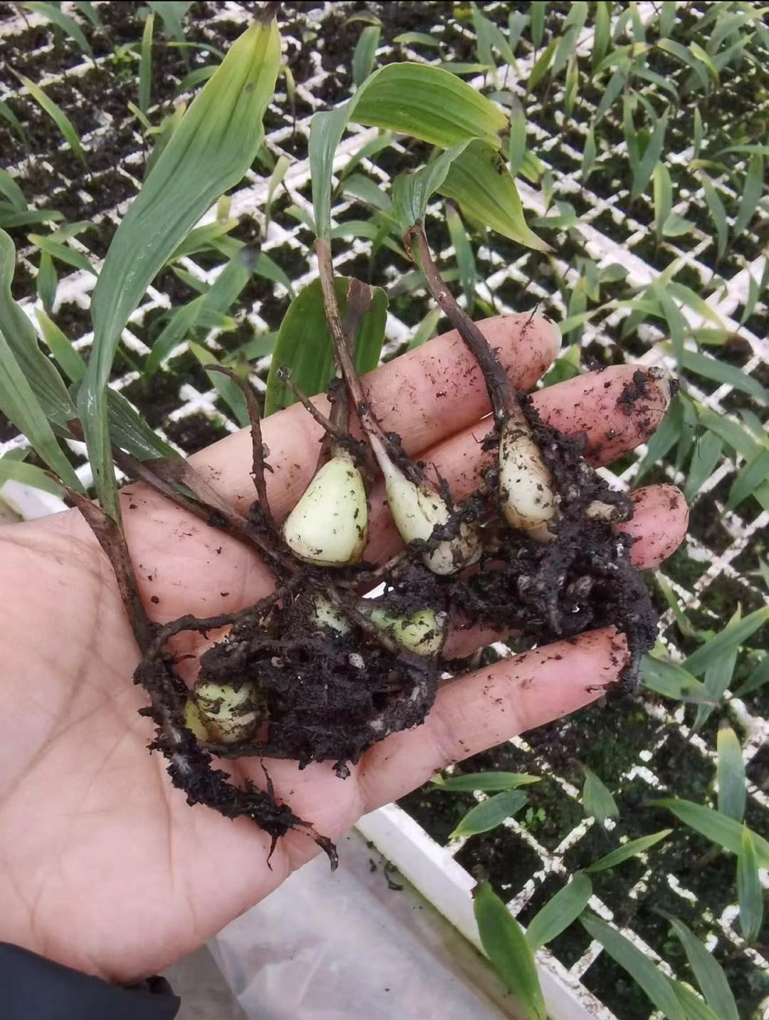 供应批发毛慈菇种子种苗种植基地直发,量大从优