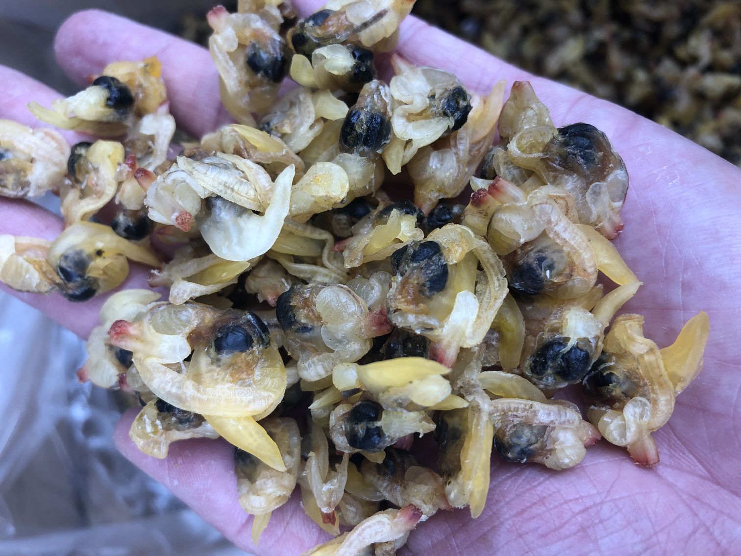 蛤蜊肉干花蛤干肉花蛤蚬子肉花甲肉海鲜类海鲜干货