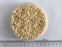 大豆颗粒蛋白PD80 能量棒营养棒蛋白棒运动营养代餐