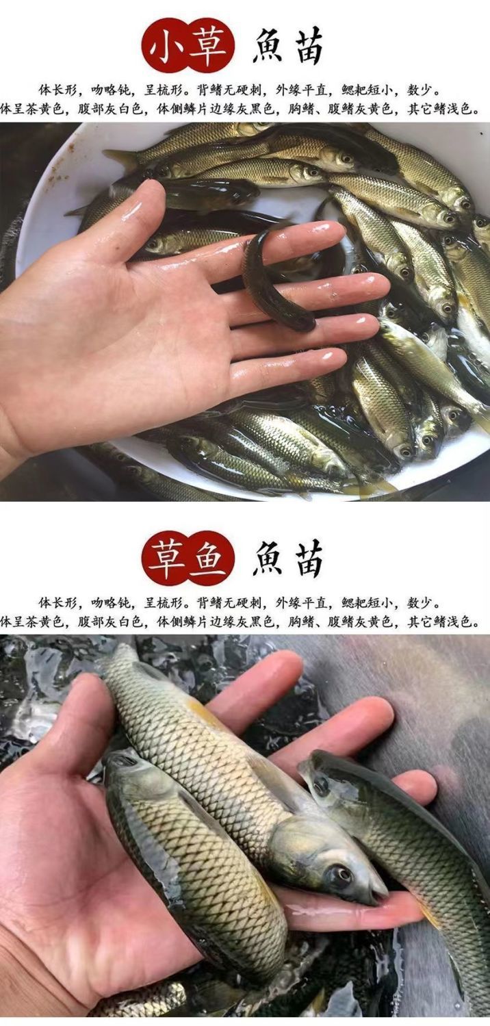 正宗中科五号鲫鱼工程鲫大草鱼鲤鱼红鲤鱼花鲢白鲢苗淡水养殖包活