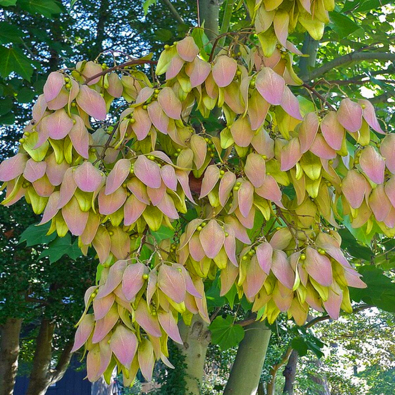 青桐树苗 中国梧桐 桐树小苗 青铜树 庭院行道绿化苗木风景观赏树
