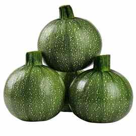 5斤包邮新鲜现摘小南瓜嫩青皮绿皮嫩瓜小圆瓜鲜嫩香甜批发