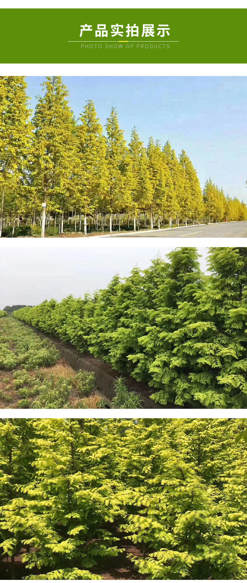 基地批发 乔木大树苗 金叶水杉树苗 金叶水杉工程树 正宗金叶水杉