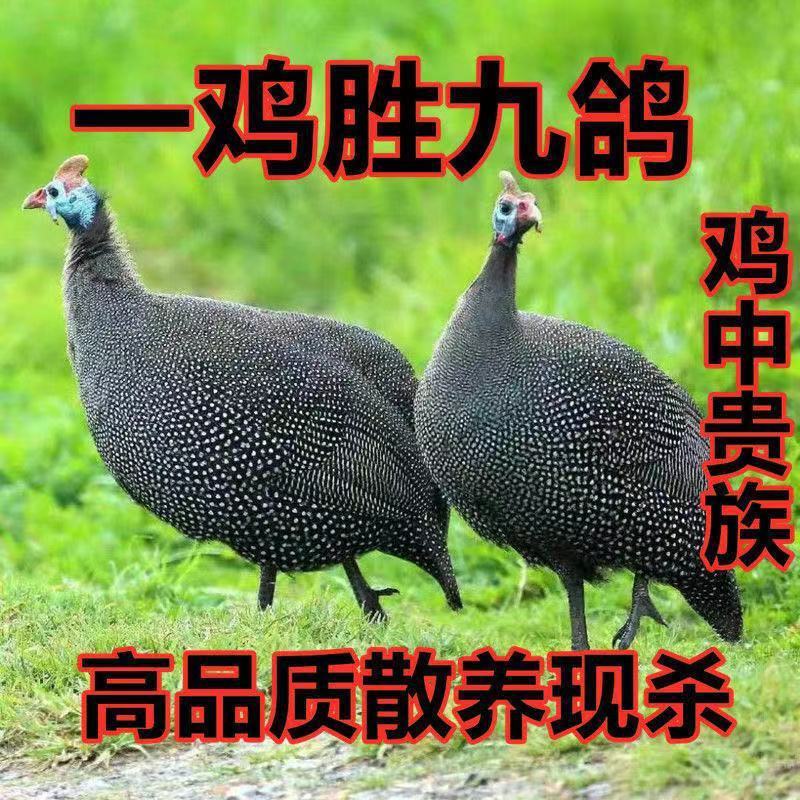 【限量】正宗散养珍珠鸡现现发半大珍珠鸡老母鸡走地鸡