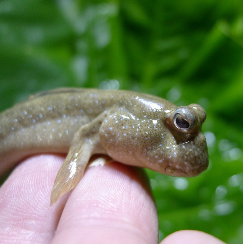 跳跳鱼宠物弹涂鱼红鳍淡水鱼观赏鱼海水鱼滩涂鱼萌宠好养易活鱼批