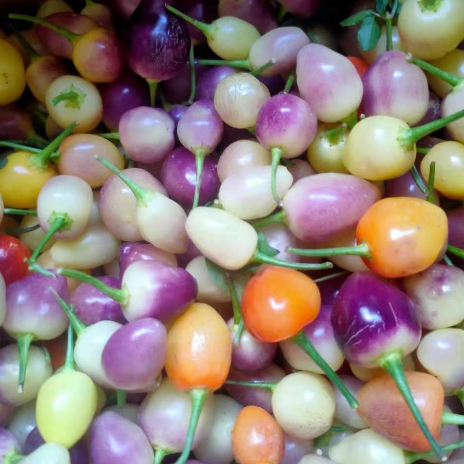 广西特产新鲜七彩椒泡椒五彩椒小灯笼椒色椒小米生辣椒./斤