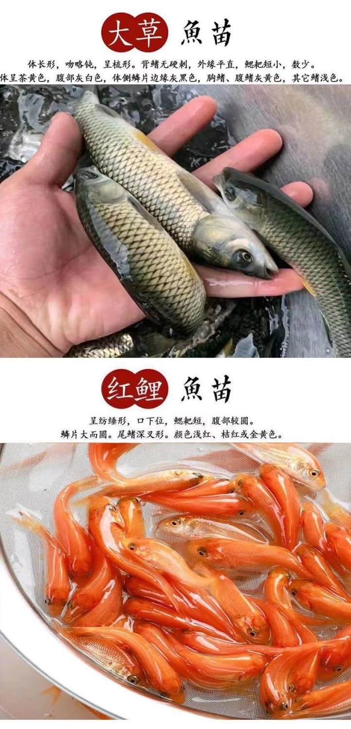 正宗中科五号鲫鱼工程鲫大草鱼鲤鱼红鲤鱼花鲢白鲢苗淡水养殖包活