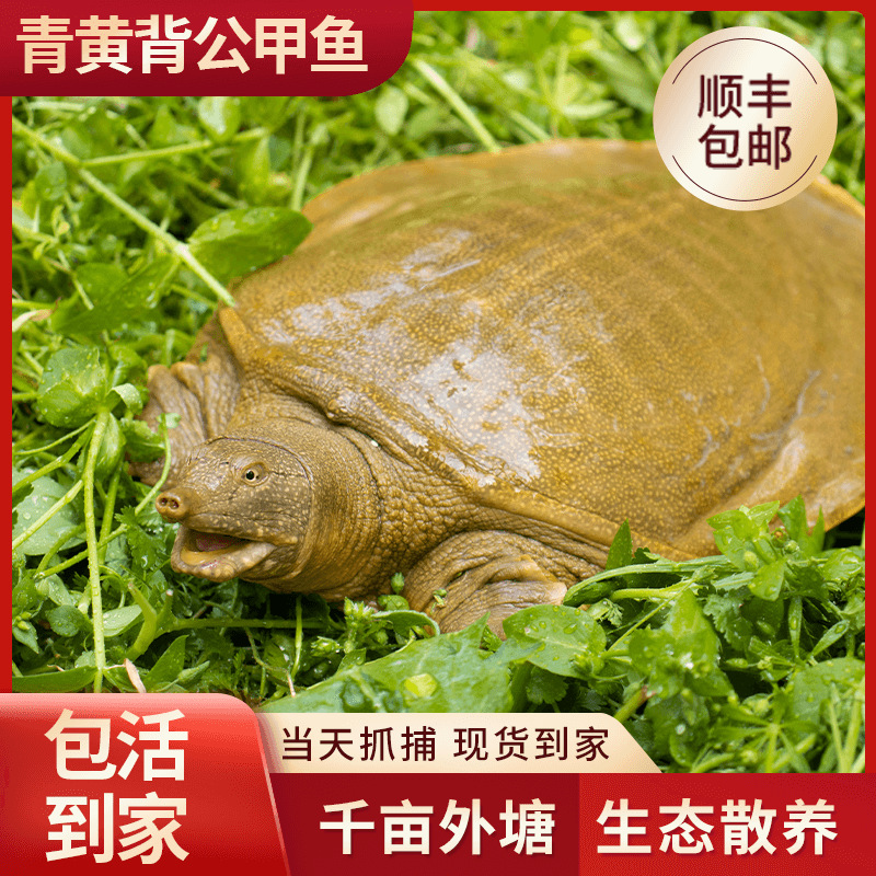 甲鱼顺丰包邮青黄背甲鱼外塘散甲鱼食用老鳖团鱼水鱼王八团淡水鱼
