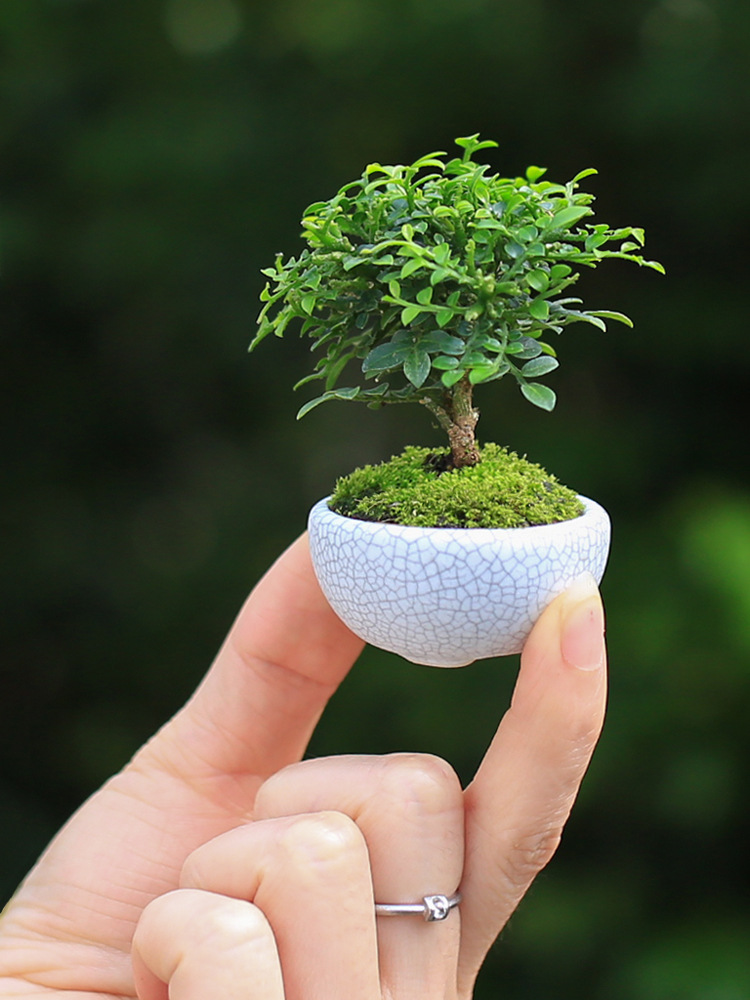达摩小叶九里香迷你盆栽办公桌绿植桌面摆件室内花卉盆景可爱植物