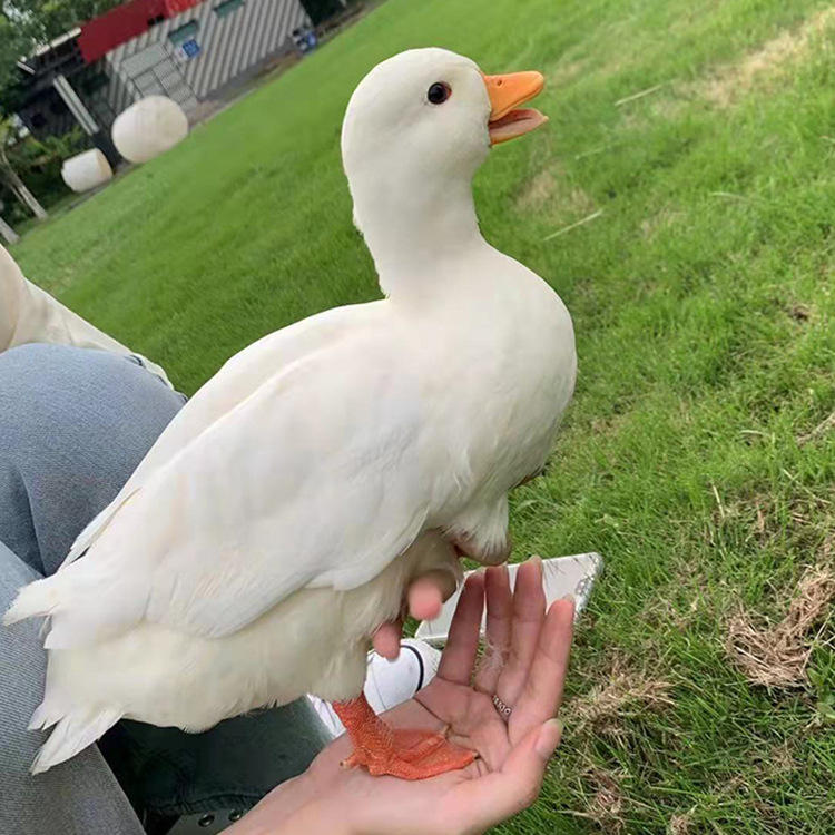 出售观赏柯尔鸭成年种鸭 网红柯尔鸭景区观赏萌宠鸭的价格