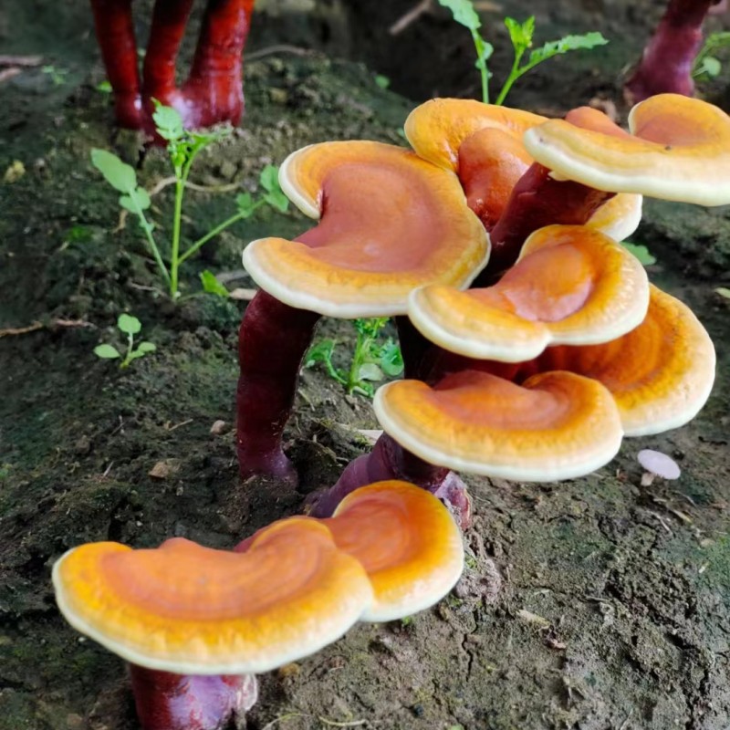 热销长白山灵芝