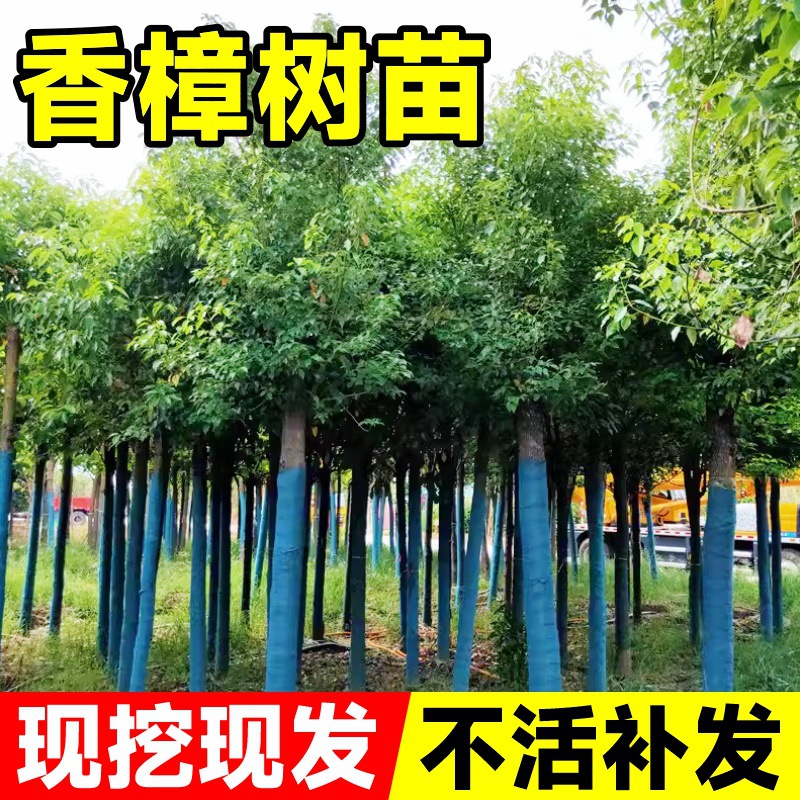 一件代发香樟树苗大树樟木庭院绿化四季常青南北方种植小叶龙脑樟