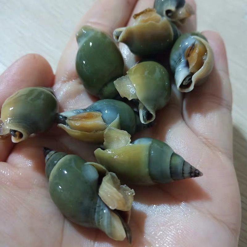 3斤包邮翡翠螺新鲜冷冻海捕小海螺贝类海鲜水产青螺冷冻鲜活海锥