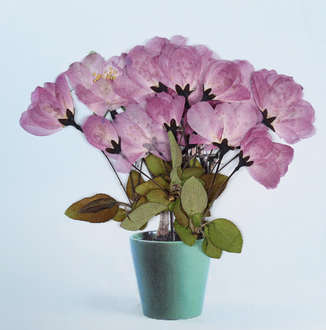 连枝樱花海棠花押花真花植物标本滴胶饰品 蜡烛相框书签 美妆美甲