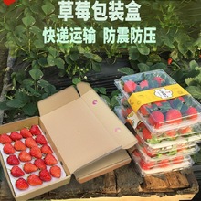 透明快递防震可打包包装盒带托纸盒盒子草莓水果礼盒