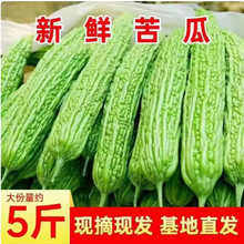 新鲜苦瓜5斤农家自种凉瓜苦瓜脆嫩营养蔬菜山东产地现摘现发当季