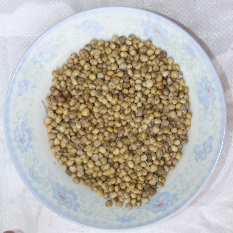 批发林木种子 漆树种子 籽可榨油 量大优惠 价格从优