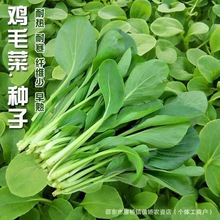 鸡毛菜菜籽种四季上海鸡毛菜种子小白菜阳台盆栽青菜种孑
