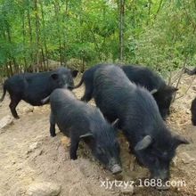 供应藏香猪小猪苗 散养纯种藏香猪活体 藏香猪后备母猪价格