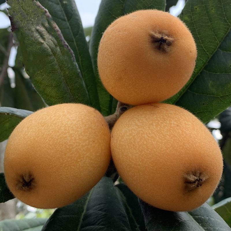 新鲜大果 福建莆田常太精品早钟枇杷高山琵琶果5斤装现摘现发包邮