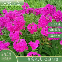 宿根福禄考 花海小苗 花坛花镜材料 阳台盆栽苗 地被造景草花