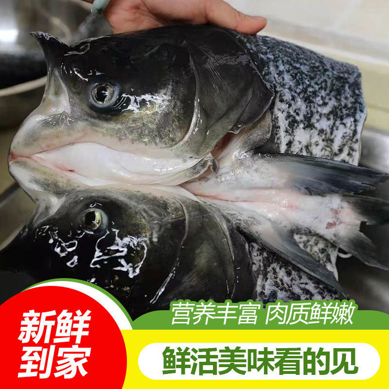 淡水鱼微山湖胖头鱼头剁椒鱼头麻辣半成品大白鲢花莲鲜活冷冻