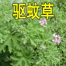 驱蚊草种苗植物庭院室内防蚊室外清香木盆栽防蚊草避蚊香叶天竺葵