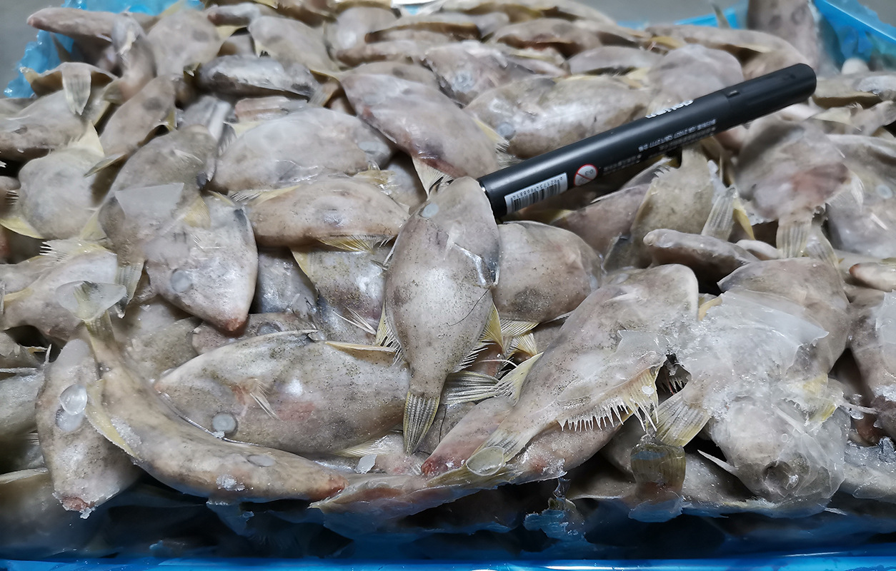 海鲜水产 马面鱼原条块冻30条/斤速冻扒皮鱼达仔鱼海捕冷冻水产品