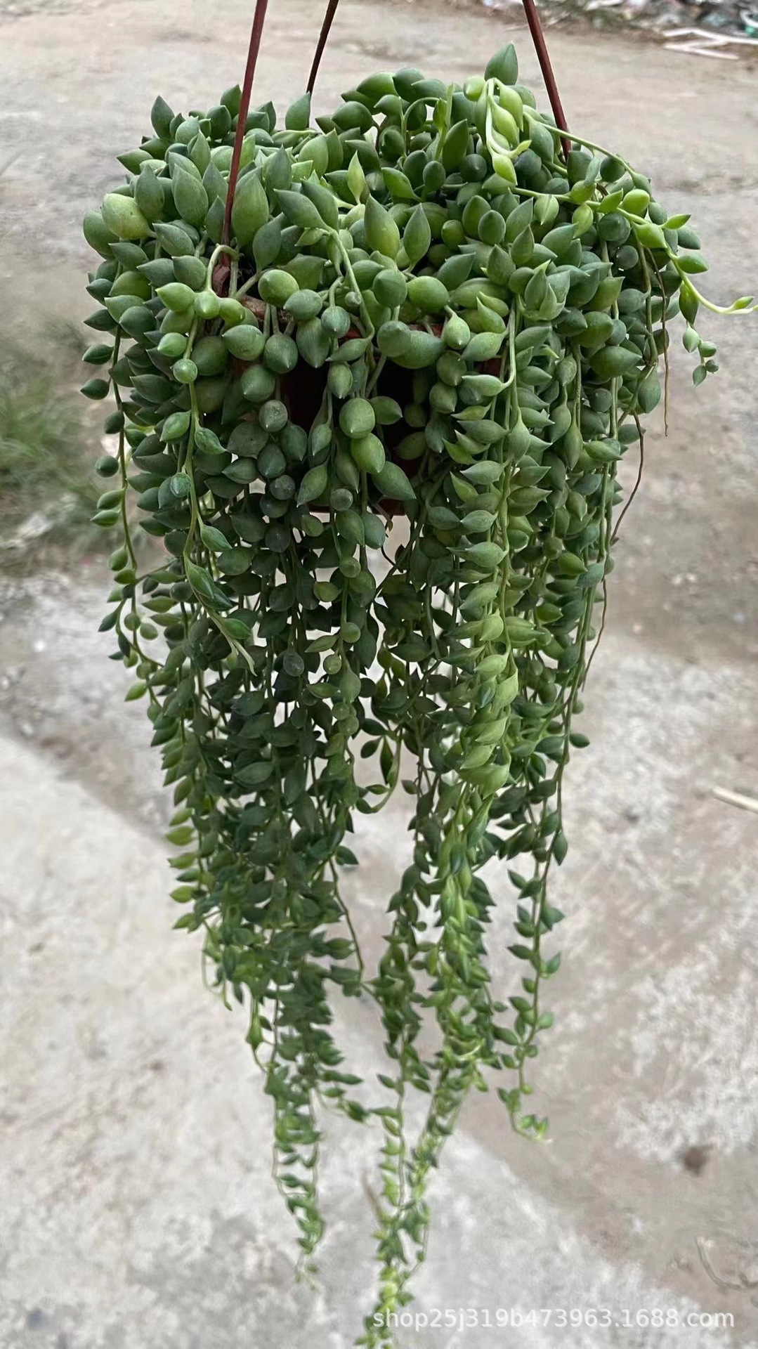 基地直供 140情人泪佛珠吊兰室内外庭院阳台窗台垂吊常绿植物盆栽
