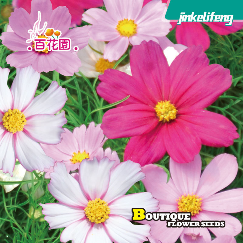 波斯菊花种籽子四季播种开花格桑花庭院花卉种子七彩野花组合花籽