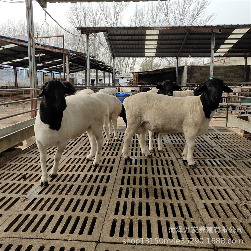 杜泊绵羊养殖场 头胎怀孕母羊多少钱一只 小尾寒羊改良肉羊羔出售