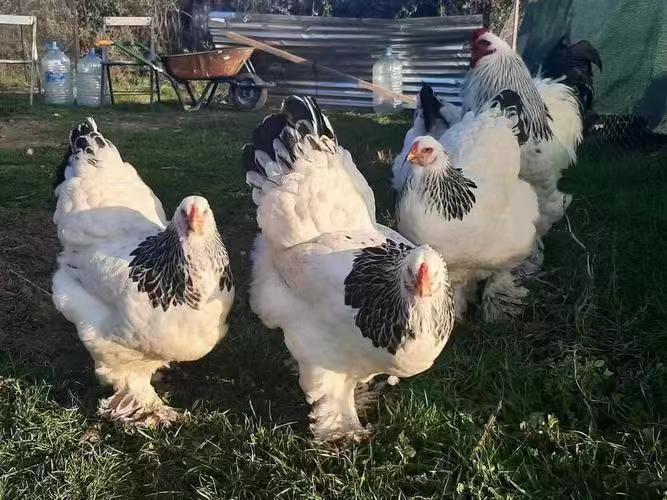 纯种正宗婆罗门鸡活体 大梵天婆罗门鸡宠物活鸡 巨型婆罗门鸡种蛋