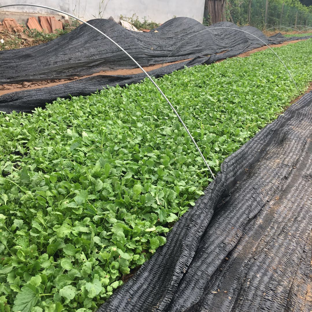 大滨菊杯苗 西洋滨菊幼苗 青州大滨菊上车价格 种植基地