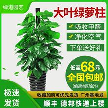 大叶绿萝吸甲醛柱包邮大型室内植物常青盆栽绿植养眼环保净化空气