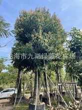 福建荔枝树批发 热带果树四季龙眼价格芒果树妃子笑荔枝树移植货