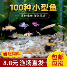 热带淡水活体观赏宠物鱼小型宝莲灯斑马红绿灯孔雀群游鱼苗灯科鱼