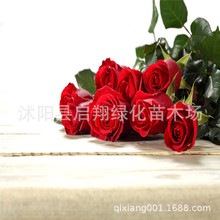 玫瑰种子奥西利亚玫瑰流星雨红边黑玫瑰种子淡蓝玫瑰