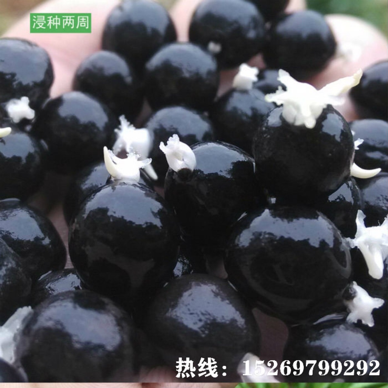 单瓣高产芡实种子厂家绿色系芡实种植基地