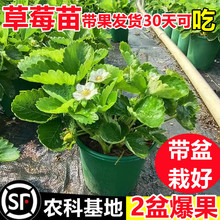 奶油草莓苗盆栽种籽子带盆土可食用红颜四季结果阳台新苗种植苗秧