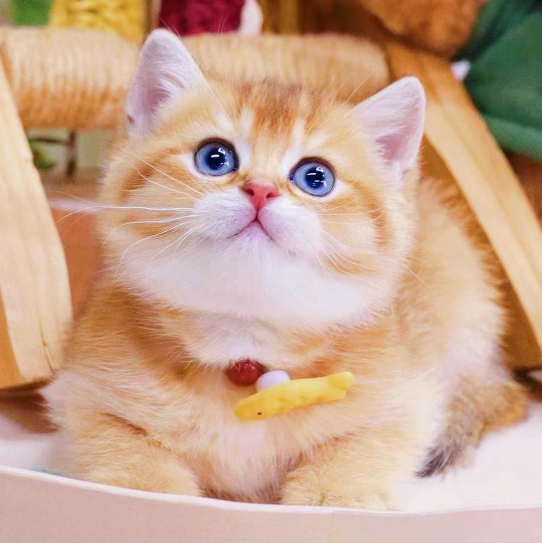 纯种金渐层金建成英短11色12色银渐层活的可爱瞄猫咪英国短毛猫