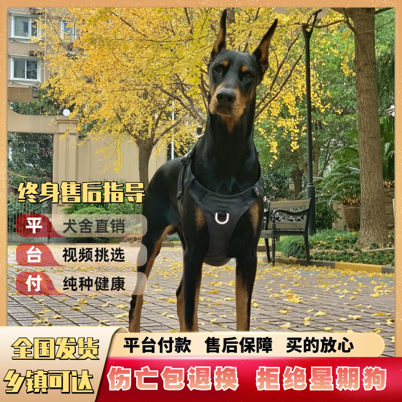 高档护卫杜宾犬种犬杜宾犬幼犬价格小狗三个月狗狗活体棕色杜宾犬
